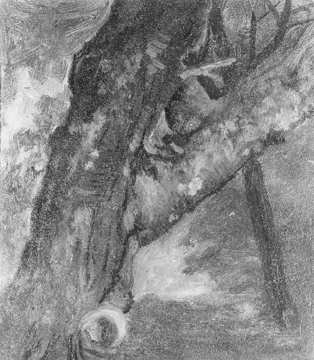 Study of a Tree by Albert Bierstadt, artwork, 1861-1864