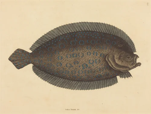 The Sole (Pleuronectes lunatus) by Mark Catesby, print, 1731-1743