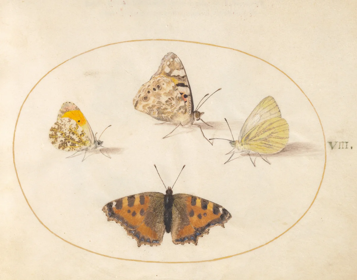 Plate 8: Orange Tip, Painted Lady, Southern Small White, and Small Tortoiseshell Butterflies by Joris Hoefnagel, drawing, 1570-1599
