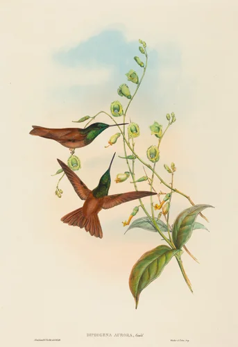 Diphogena aurora (Gould's Rainbow) by John Gould, print, 1804-1881