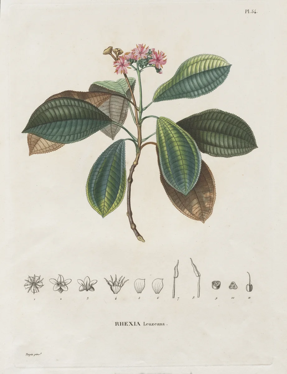 Voyage aux Régions équinoxiales du nouveau continent, fait dans les années 1709 à 1804: Monographie des melastomacées: No. 54 by Alexander von Humboldt, print, 1816-1823