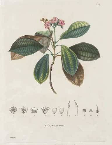 Voyage aux Régions équinoxiales du nouveau continent, fait dans les années 1709 à 1804: Monographie des melastomacées: No. 54 by Alexander von Humboldt, print, 1816-1823