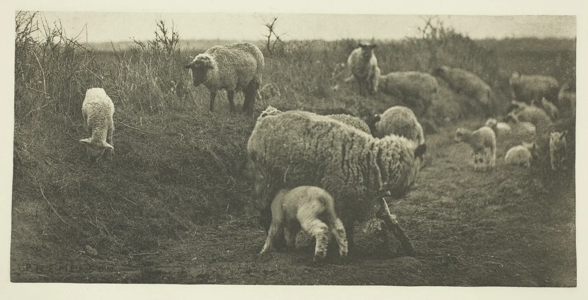 A March Pastoral (Suffolk) by Peter Henry Emerson, print, 1883-1887