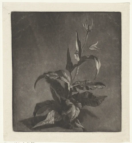 Distel met een knop by Arnout Rentinck, print, 1722-1775