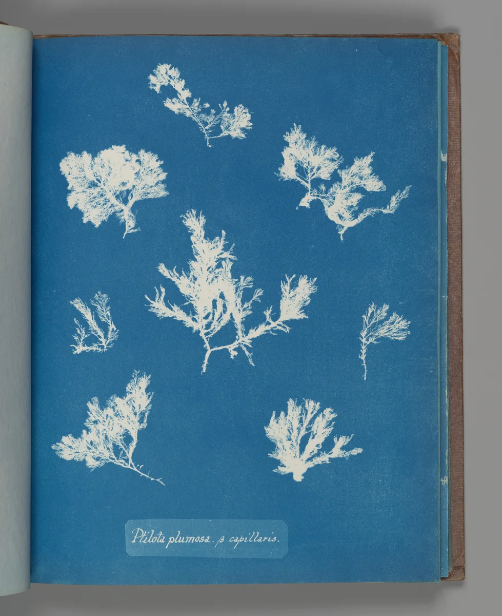 Ptilota plumosa. ß capillaris by Anna Atkins, photograph, 1851-1855