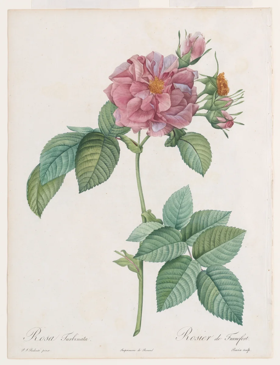 ‘Empress Josephine’ or Frankfort Rose (Rosa turbinata), from Claude-Antoine Thory, Les Roses by Pierre-Joseph Redouté, print, 1817-1824
