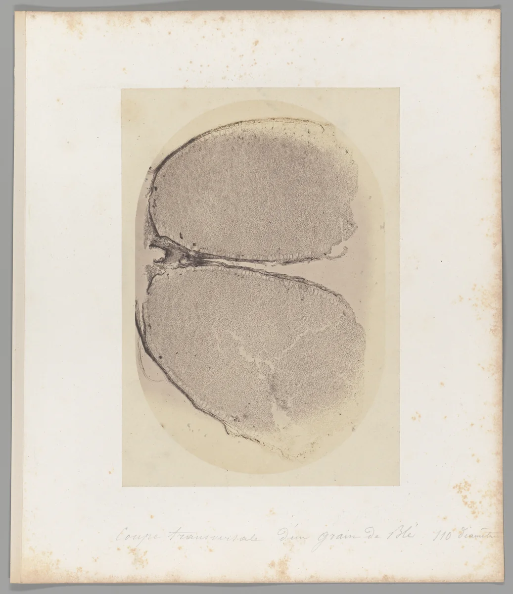 [Untitled] by Auguste-Adolphe Bertsch, photograph, 1853-1857