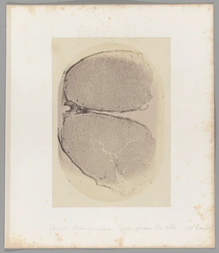 [Untitled] by Auguste-Adolphe Bertsch, photograph, 1853-1857