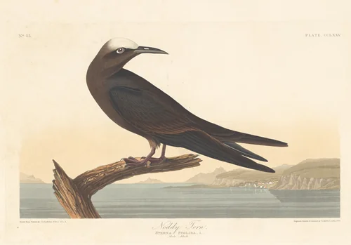 Noddy Tern by Robert Havell, Jr.; John James Audubon, print, 1835