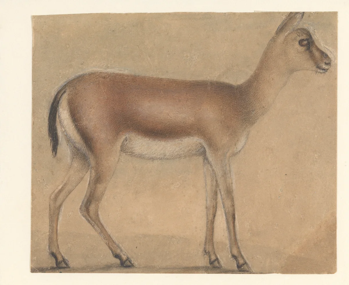 A Gazelle in Profile, Moving Toward the Right by Michelino da Besozzo, drawing, 1400-1435