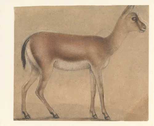 A Gazelle in Profile, Moving Toward the Right by Michelino da Besozzo, drawing, 1400-1435