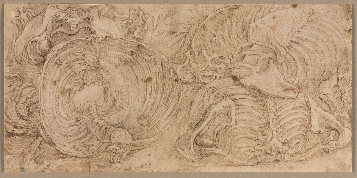 Rib Cages by Battista Franco, drawing, 1540-1545