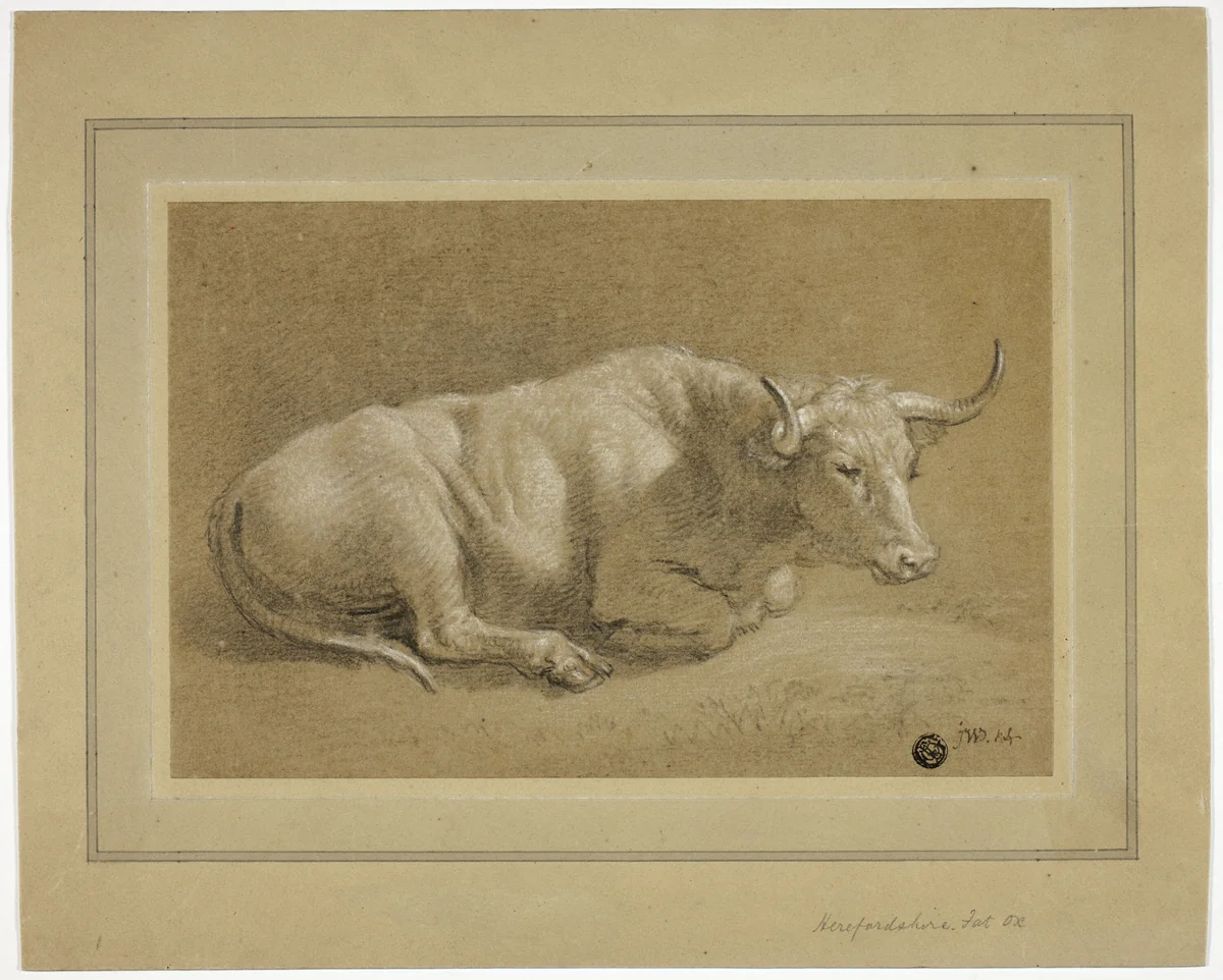 Herefordshire Fat Ox by James Ward, drawing, 1789-1859