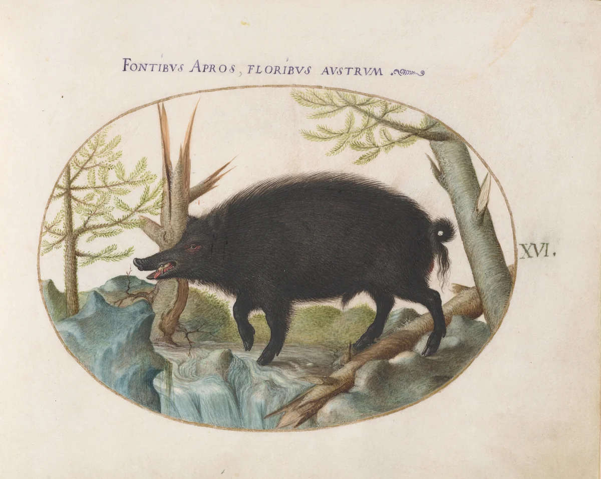 Plate 16: Wild Boar by Joris Hoefnagel, drawing, 1570-1599