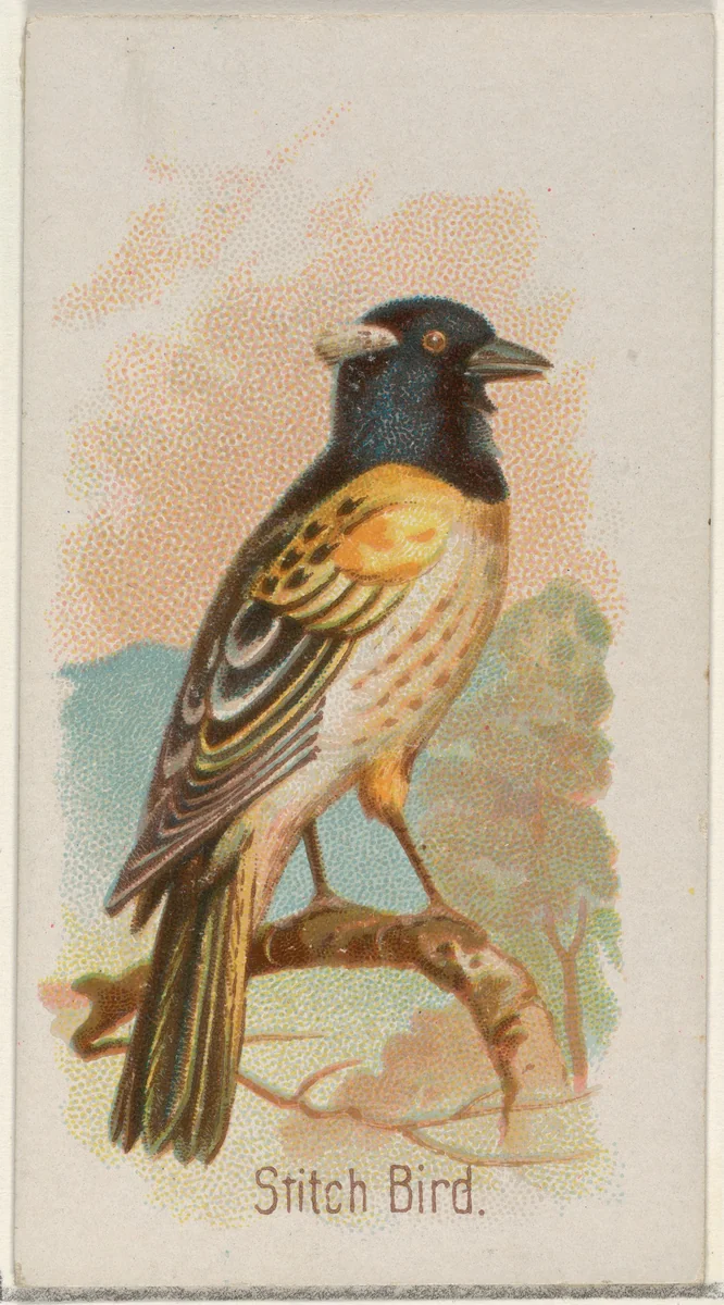 Stitch Bird, from the Song Birds of the World series (N23) for Allen & Ginter Cigarettes by Allen & Ginter, print, 1890
