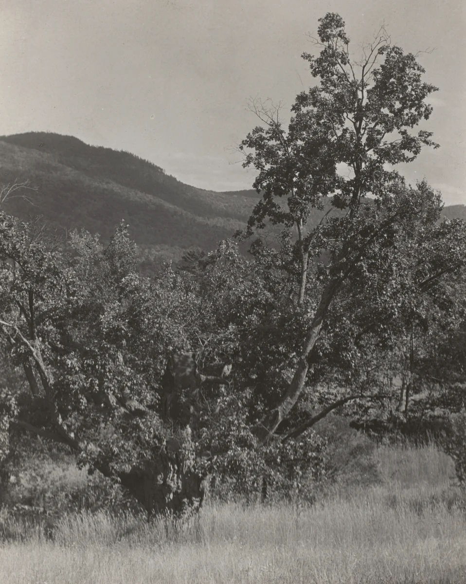 The Maple Tree by Alfred Stieglitz, photograph, 1922-1926