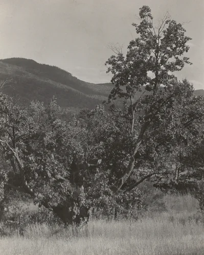 The Maple Tree by Alfred Stieglitz, photograph, 1922-1926
