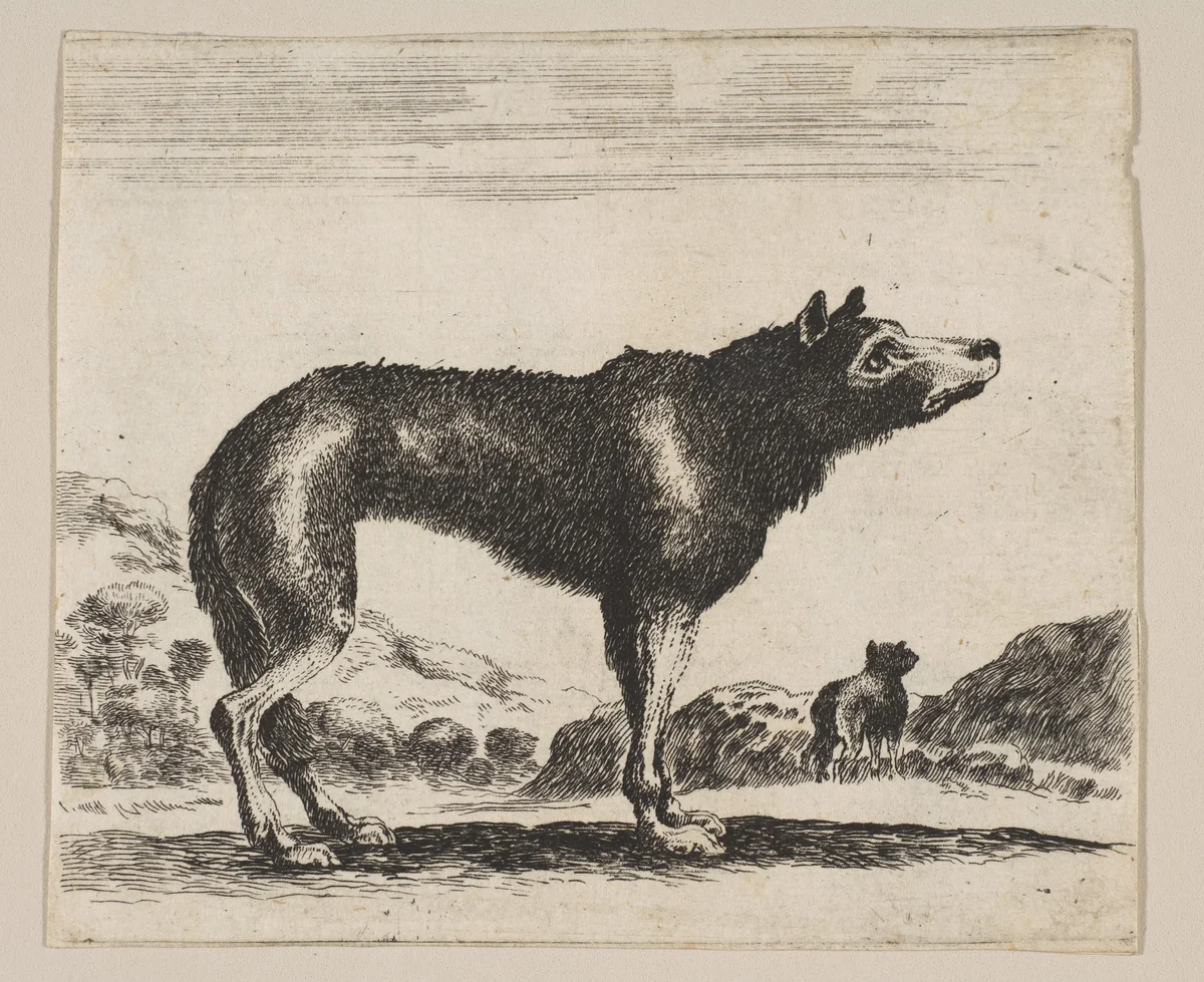 Plate 20: Wolf, from "Various animals" (Diversi animali) by anonymous, print, 1641-1660