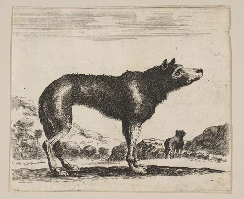 Plate 20: Wolf, from "Various animals" (Diversi animali) by anonymous, print, 1641-1660