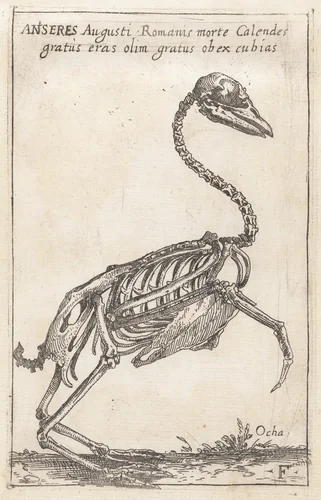 Skeleton of a Goose by Teodoro Filippo di Liagno, print, 1620-1621