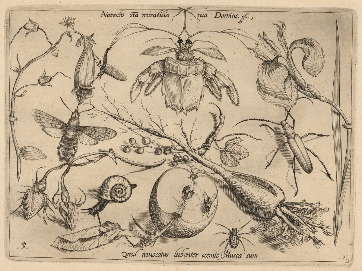 Archetypa studiaque patris Georgii Hoefnagelii [Part 1, Plate 5] by Jacob Hoefnagel; Joris Hoefnagel, portfolio, 1592