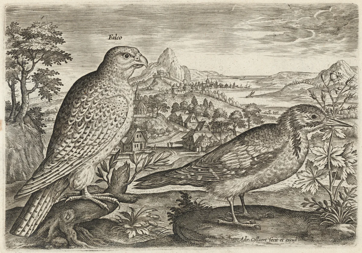 Kestrel and Great Spotted Woodpecker by Adriaen Collaert, print, 1595-1605