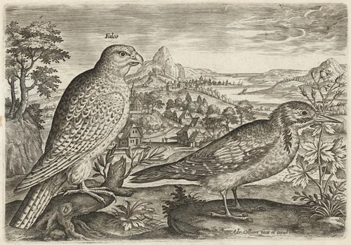 Kestrel and Great Spotted Woodpecker by Adriaen Collaert, print, 1595-1605