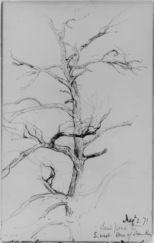 Dead Pine, Storm King (from Sketchbook) by Daniel Huntington, artwork, 1871