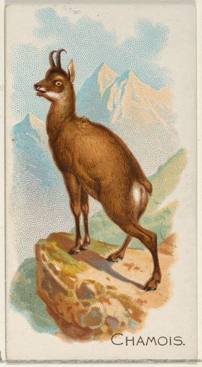 Chamois, from the Quadrupeds series (N21) for Allen & Ginter Cigarettes by Allen & Ginter, print, 1890