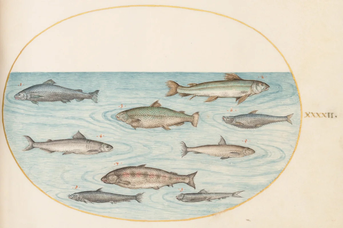 Plate 42: Nine Fish by Joris Hoefnagel, drawing, 1570-1599