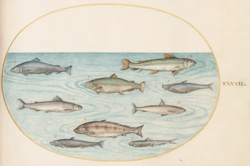 Plate 42: Nine Fish by Joris Hoefnagel, drawing, 1570-1599