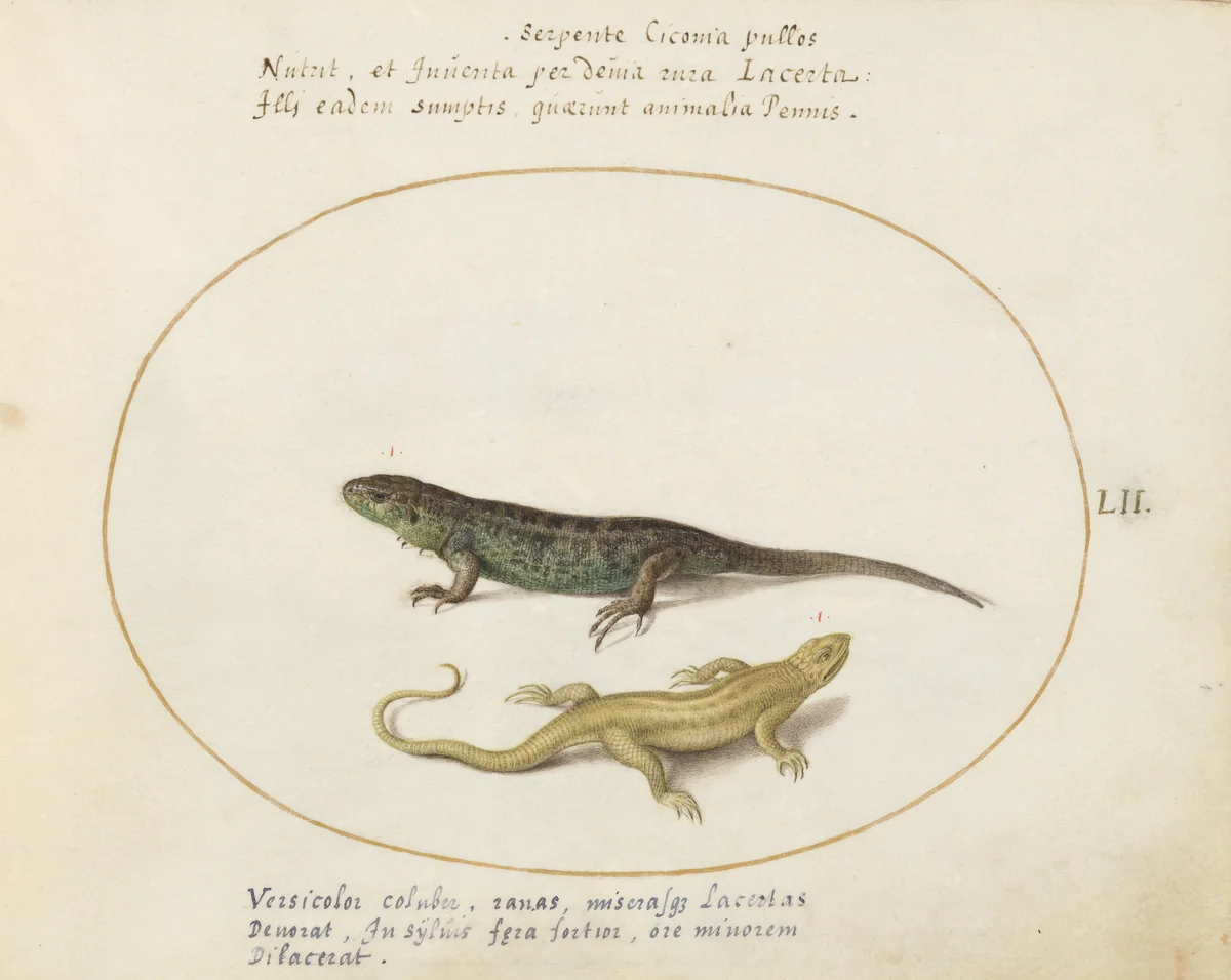 Plate 52: Two Sand Lizards by Joris Hoefnagel, drawing, 1570-1599