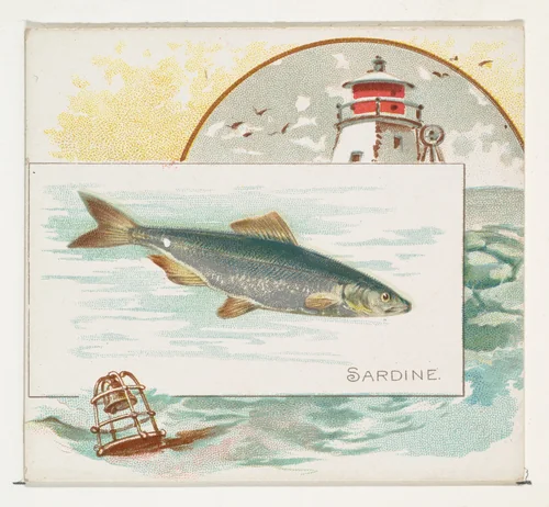 Sardine, from Fish from American Waters series (N39) for Allen & Ginter Cigarettes by Allen & Ginter, print, 1889