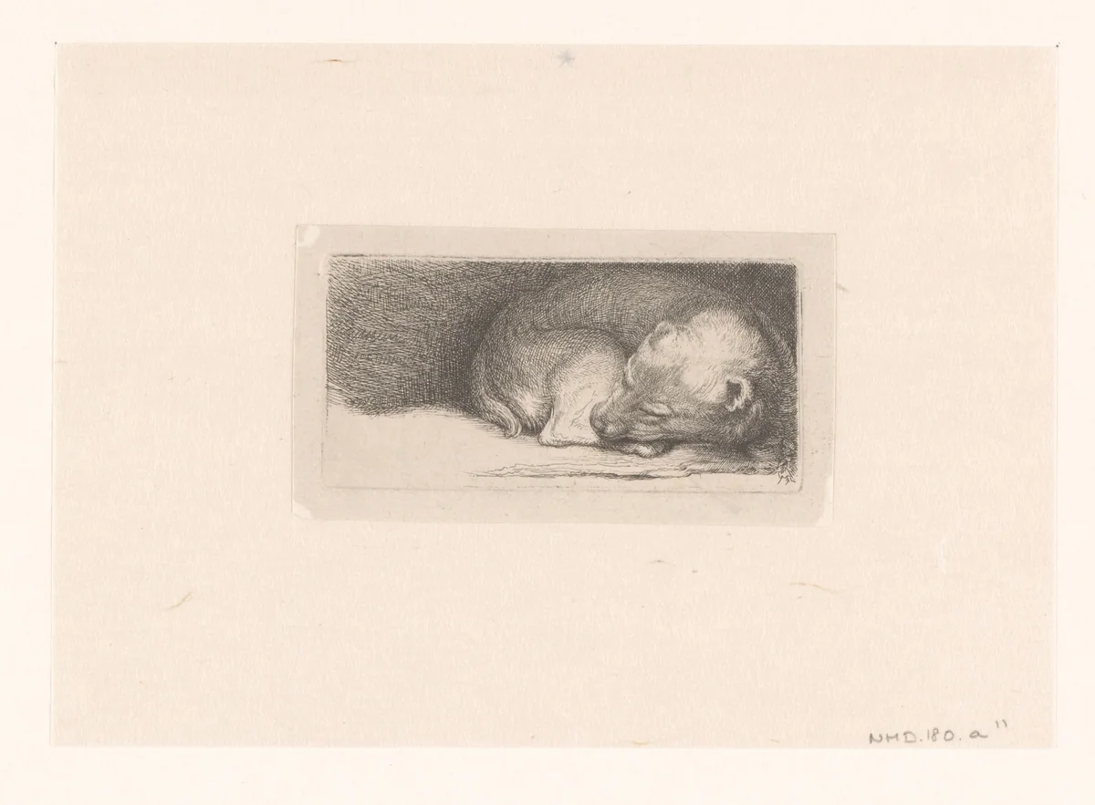 Sleaping puppy by Jacob Folkema, print, 1702-1767