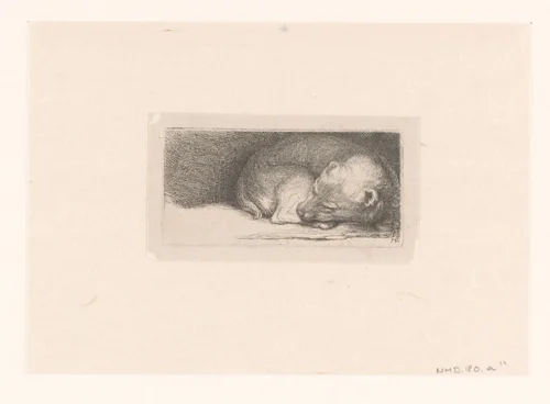 Sleaping puppy by Jacob Folkema, print, 1702-1767