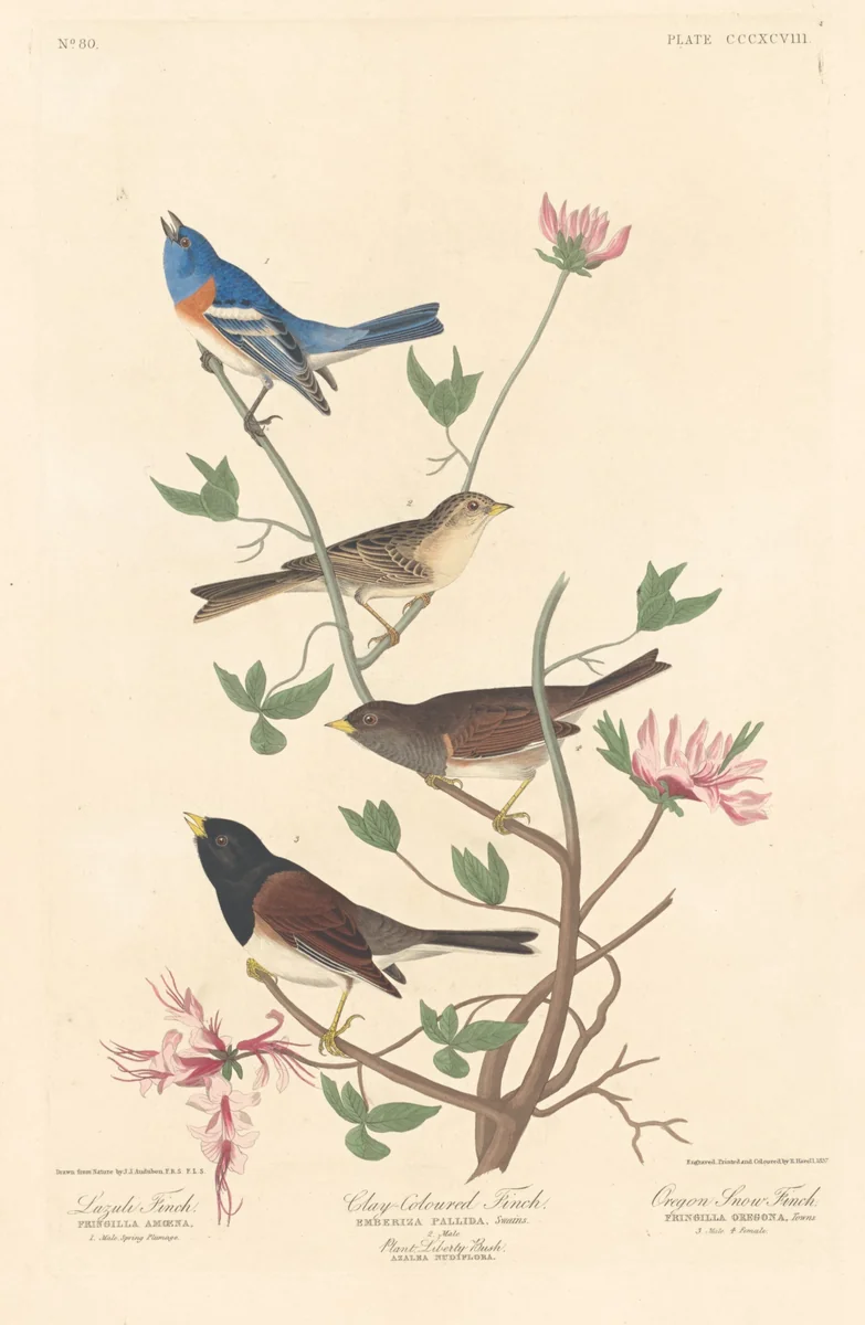 Lazuli Finch, Clay-colored Finch and Oregon Snow Finch by Robert Havell, Jr.; John James Audubon, print, 1837