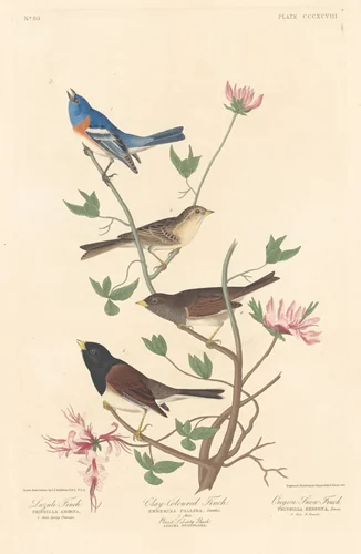 Lazuli Finch, Clay-colored Finch and Oregon Snow Finch by Robert Havell, Jr.; John James Audubon, print, 1837