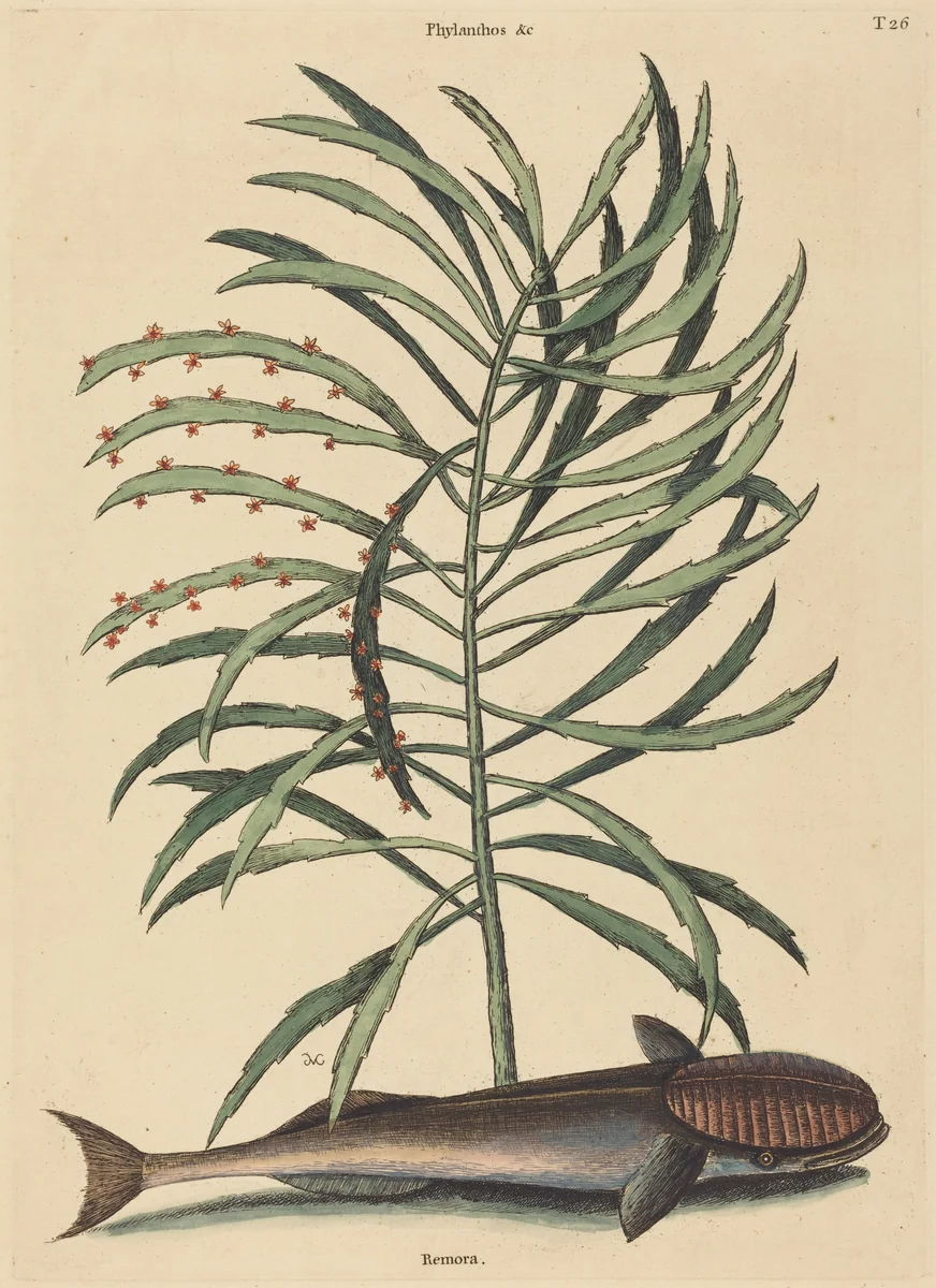 The Sucking Fish (Echeneis Naucratis) by Mark Catesby, print, 1731-1743