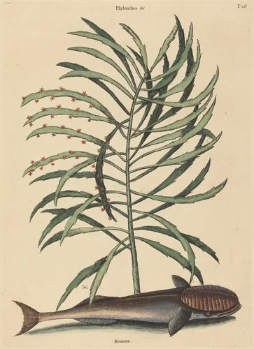 The Sucking Fish (Echeneis Naucratis) by Mark Catesby, print, 1731-1743