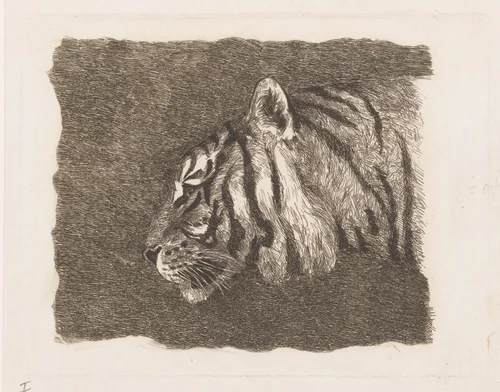 Tijgerkop by August Le Gras, print, 1874-1886