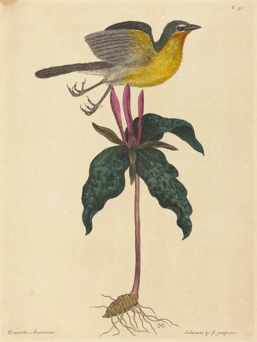 The Yellow-breasted Chat by Mark Catesby, print, 1754