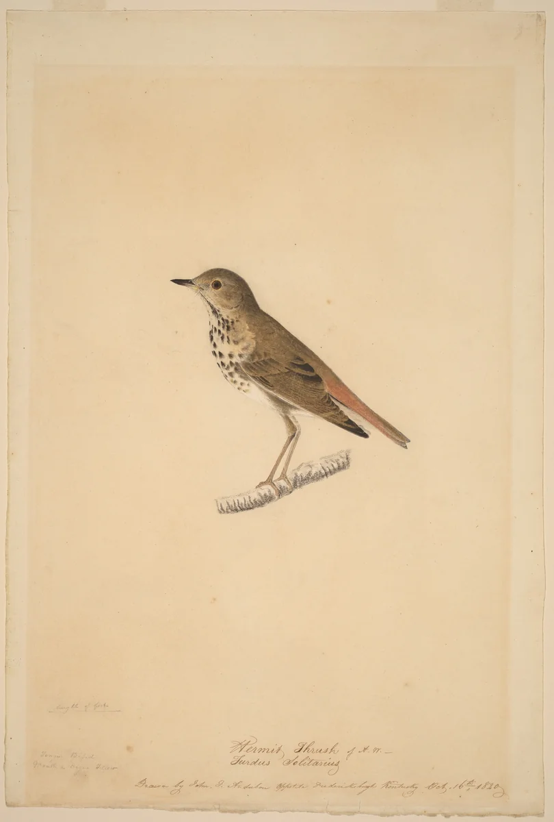 Hermit Thrush by John James Audubon, drawing, 1820