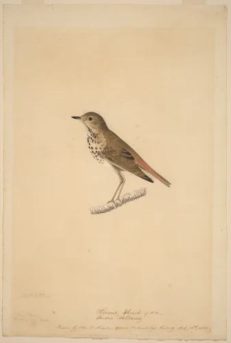 Hermit Thrush by John James Audubon, drawing, 1820