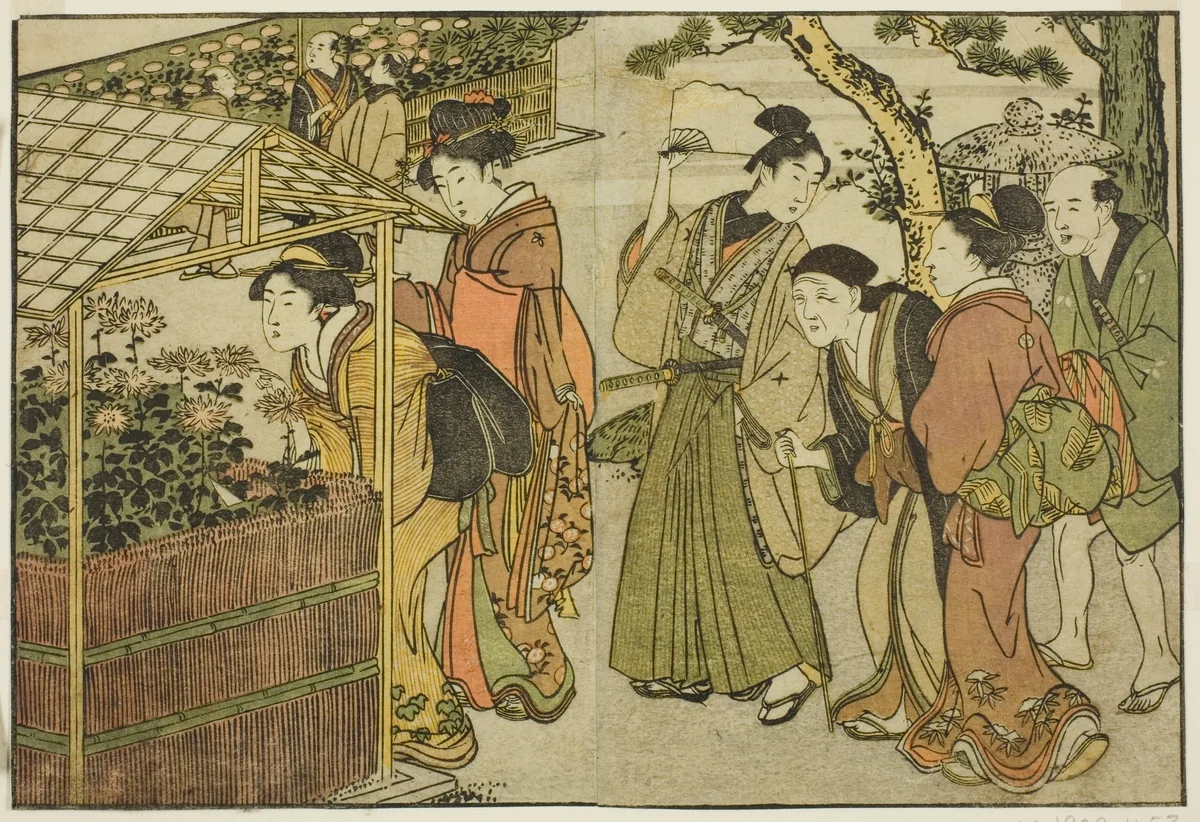 Display of Chrysanthemums, from the illustrated book "Picture Book: Flowers of the Four Seasons (Ehon shiki no hana)," vol. 2 by Kitagawa Utamaro (喜多川歌麿), print, 1801