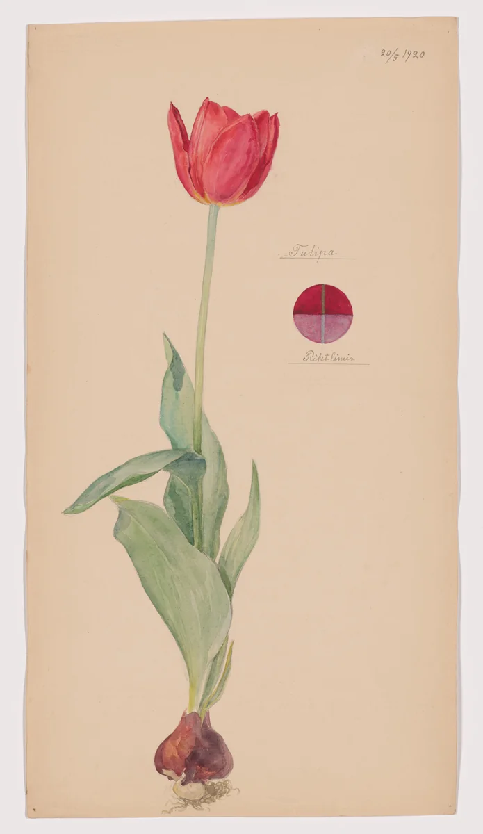 Tulipa sp. (Tulip). Sheet 35 from the portfolio Nature Studies by Hilma af Klint, drawing, 1920