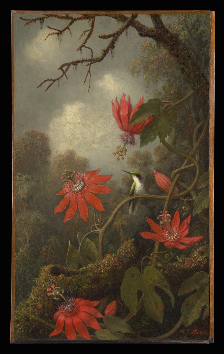 Hummingbird and Passionflowers by Martin Johnson Heade, artwork, 1872-1885
