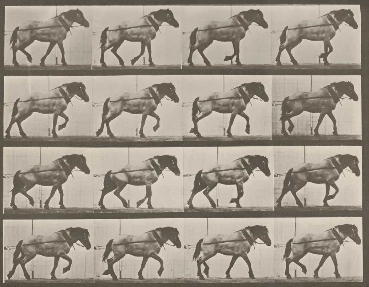 Plate Number 569. "Hansel" hauling by Eadweard Muybridge, photograph, 1887