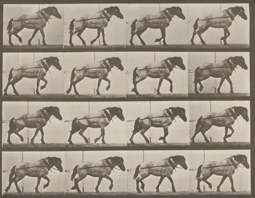 Plate Number 569. "Hansel" hauling by Eadweard Muybridge, photograph, 1887