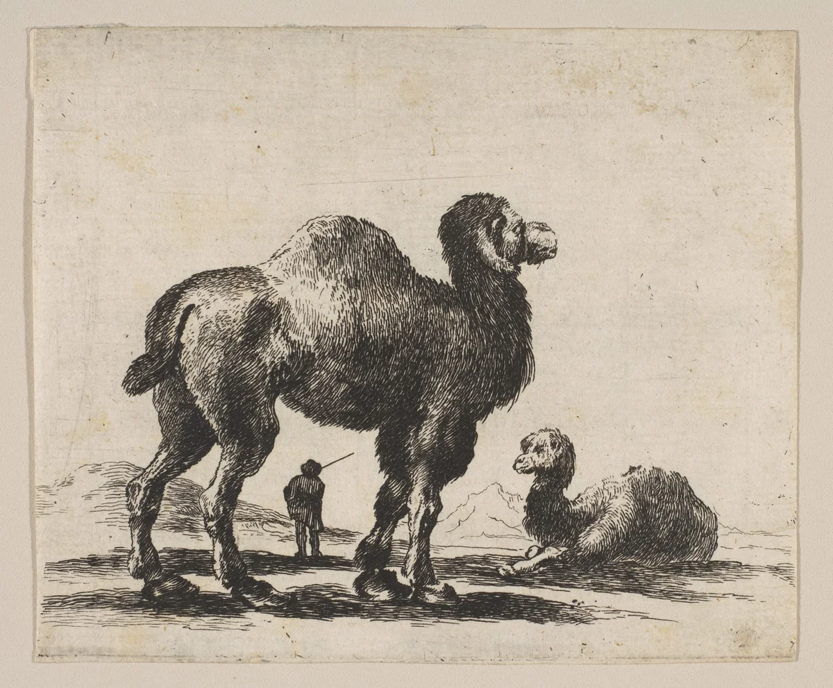 Plate 17: Camels, from "Various animals" (Diversi animali) by Stefano della Bella, print, 1641-1660