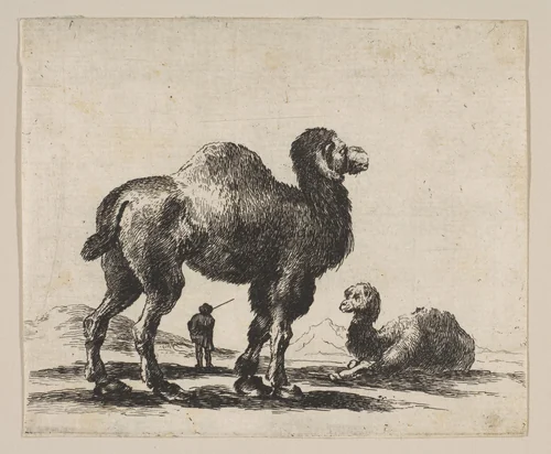 Plate 17: Camels, from "Various animals" (Diversi animali) by Stefano della Bella, print, 1641-1660